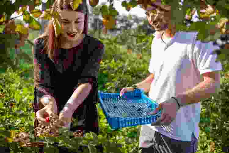 couple picking berries date idea in Temecula