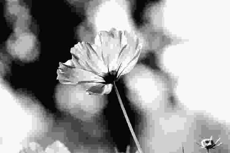 black and white flower photography