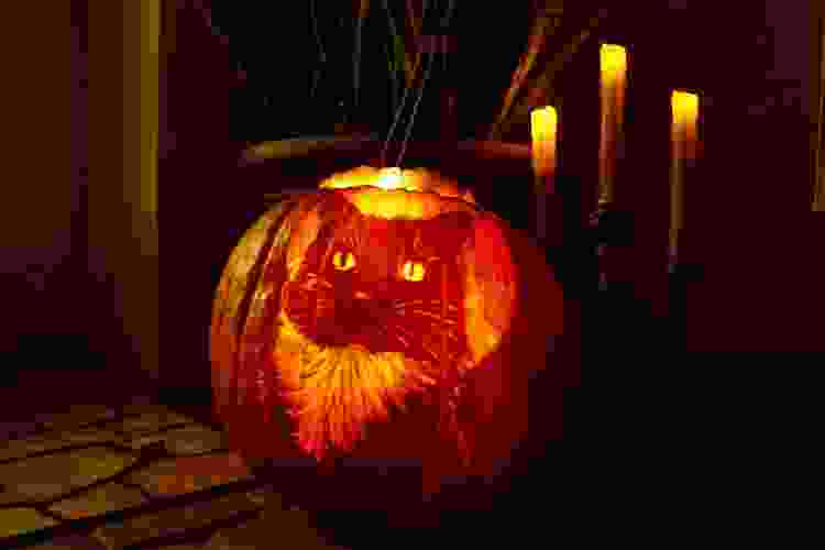 intricate and detailed portrait of a cat carved into pumpkin