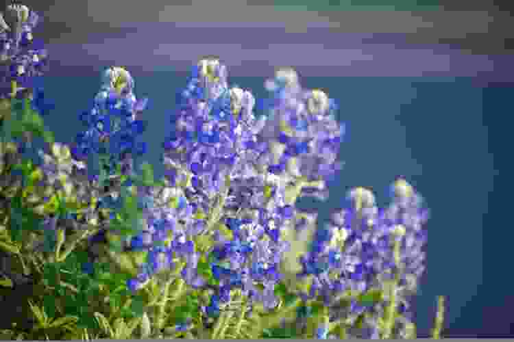 bluebonnet flowers in a field