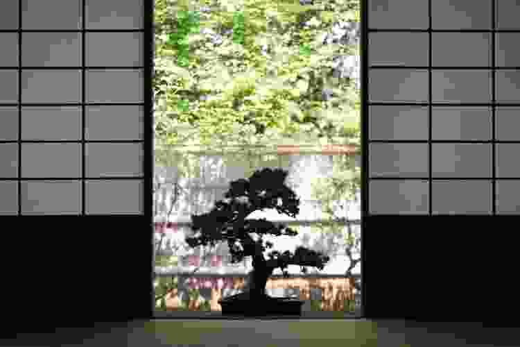 Bonsai Tree