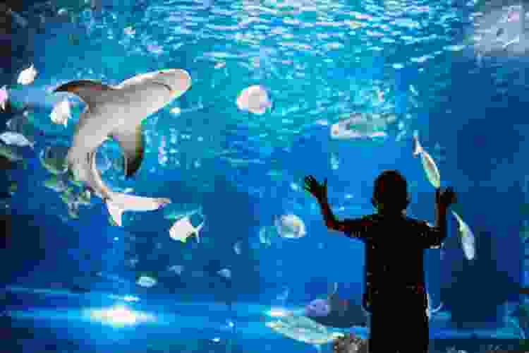 aquarium indoor activities in Boston