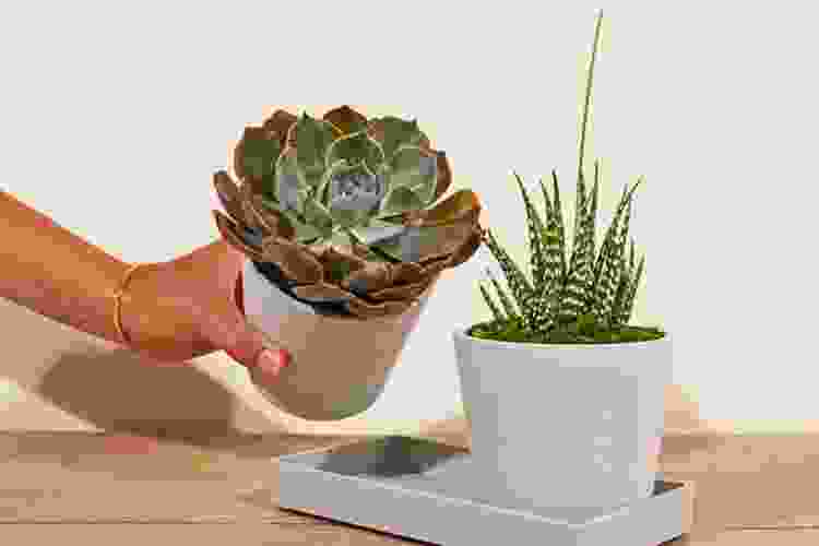 holding succulent and eucalyptus in pots