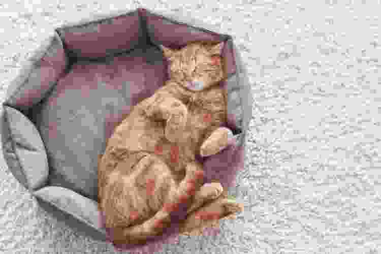 Plush Cat bed