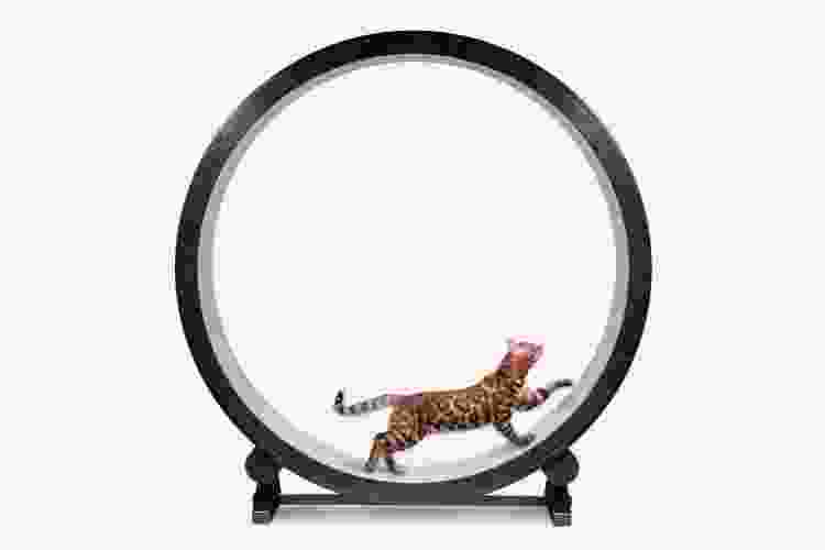 cat running on exercise wheel