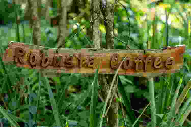 handmade coffee bar sign made of wood displayed in the grass