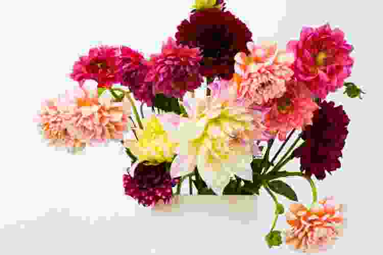 Pink, red and white Dahlias are a bold Valentine's flower idea.