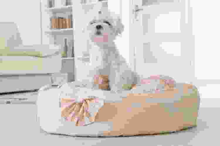 little white dog relaxing in dog bed