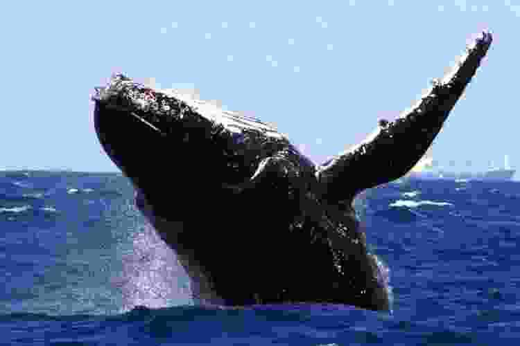 whale breeching out of water