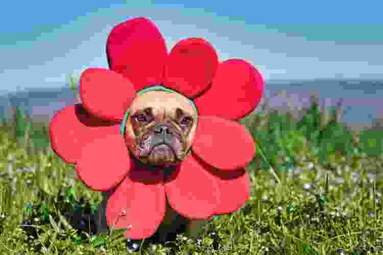 dog wearing red flower collar costume