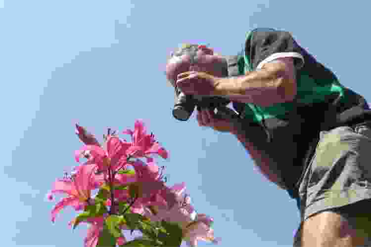 man taking photos of pink flowers