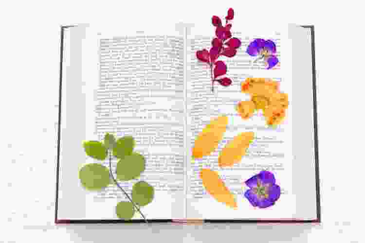 open book with pressed flowers in the middle