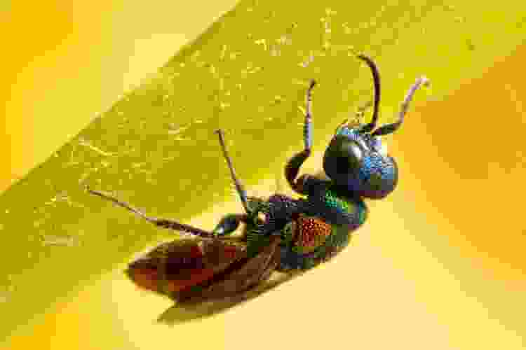 macro photograph of fly