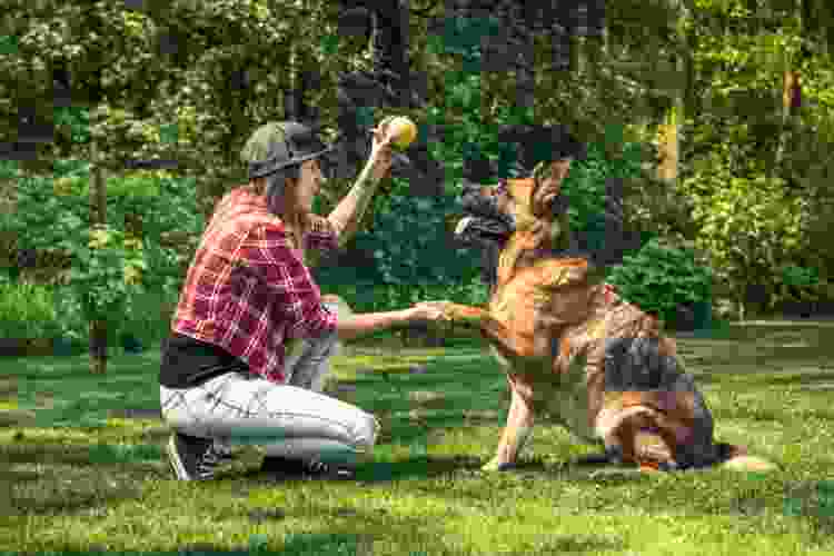 owner giving german shepherd pet new toy