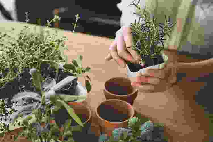 planting herbs in small pots