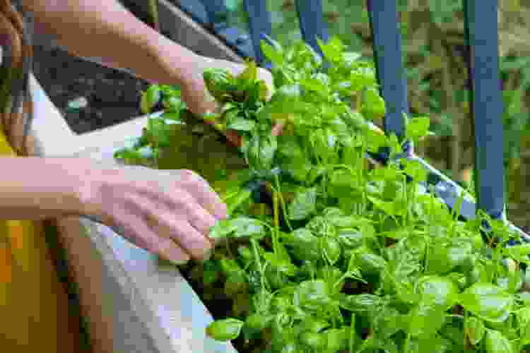 herb garden unique mother's day gift idea