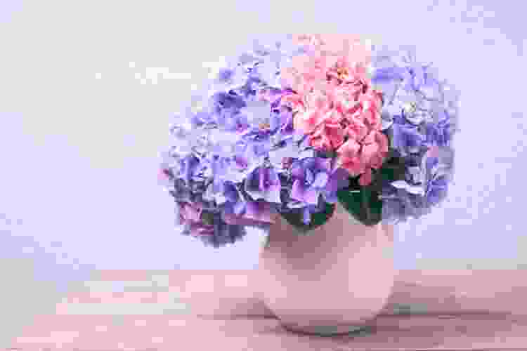 Pink and purple Hydrangeas are a pretty Valentines flower idea.