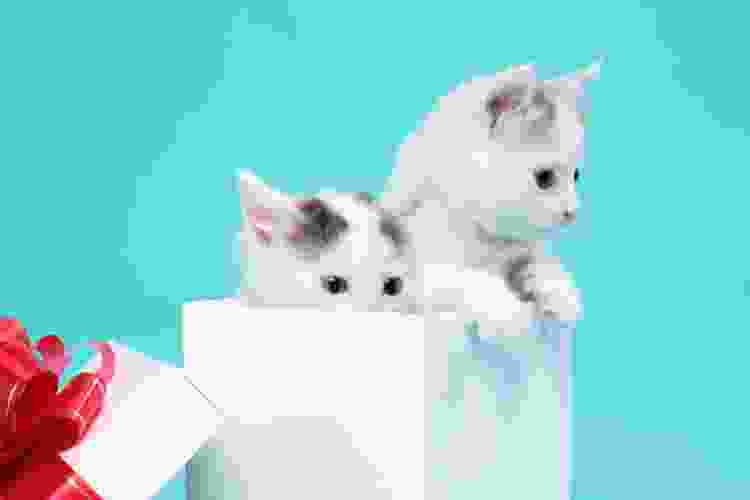 two white kittens in gift box