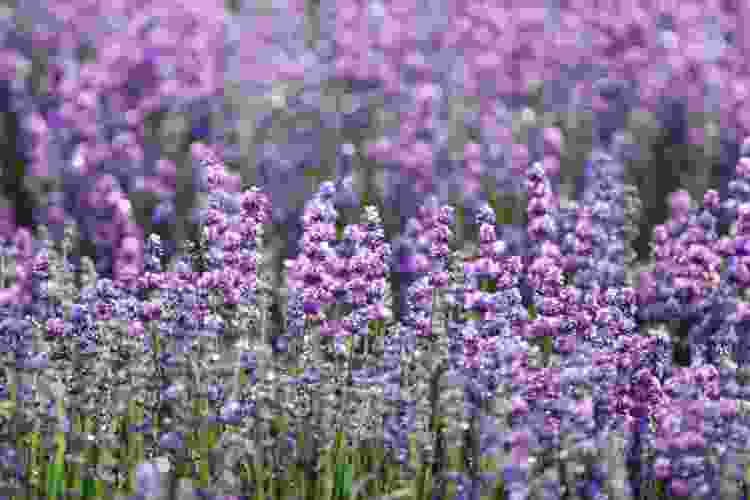 Lavender wedding colors for a fall wedding