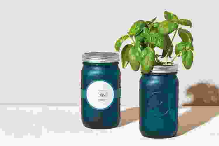 growing basil in cute blue mason jar