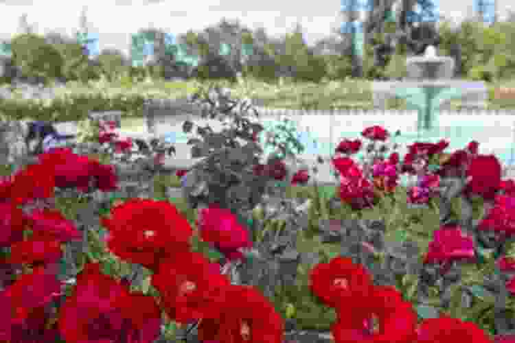 rose bushes and fountain at the Municipal Rose Garden in San Jose