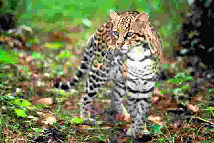 Ocelot in Belize