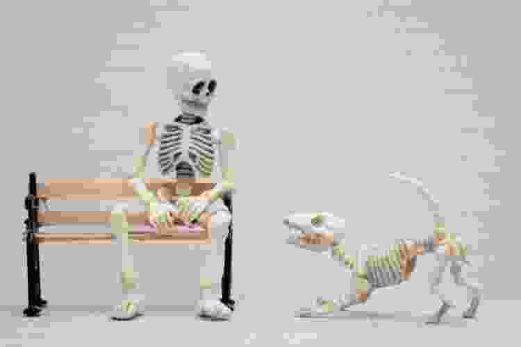 human skeleton on bench with dog skeleton