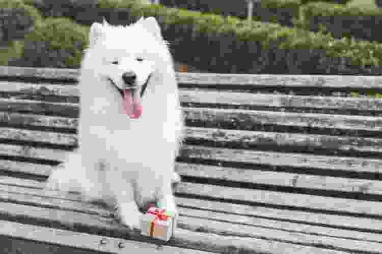 happy white dog on bench with small wrapped gift