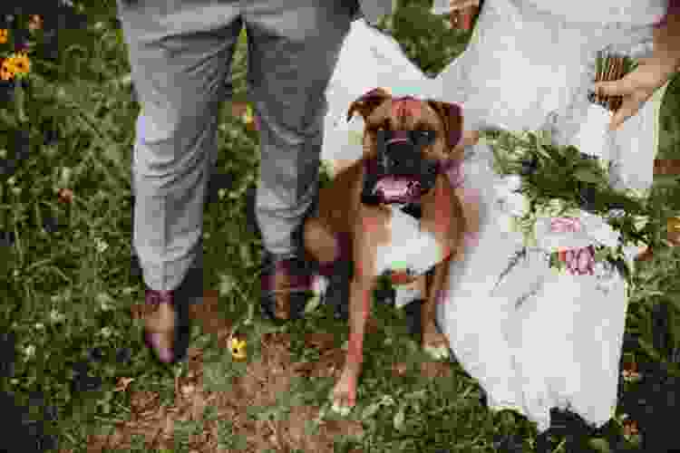 Pets at wedding