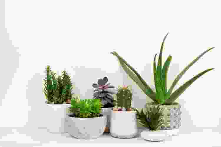 house plant going away gift idea