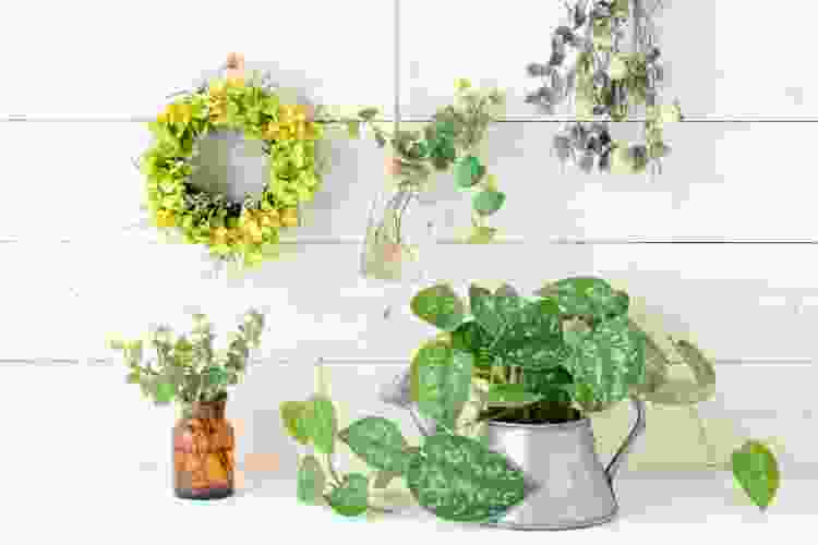 house plants in pots on shelf