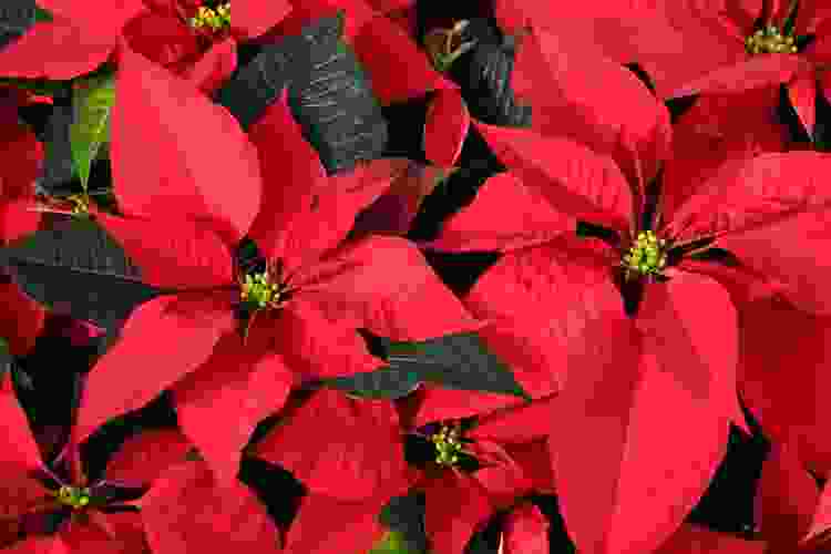 Poinsettia flowers