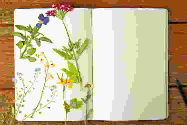 Pressed Flowers in a book are a unique Valentine's flower idea.