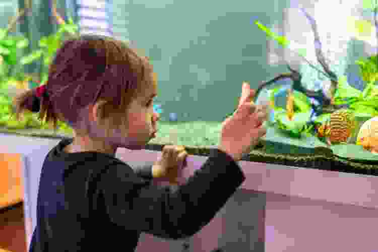 Girl looking at fish tank