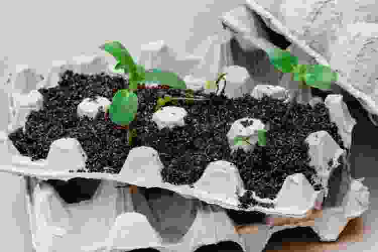 Egg carton seedling tray