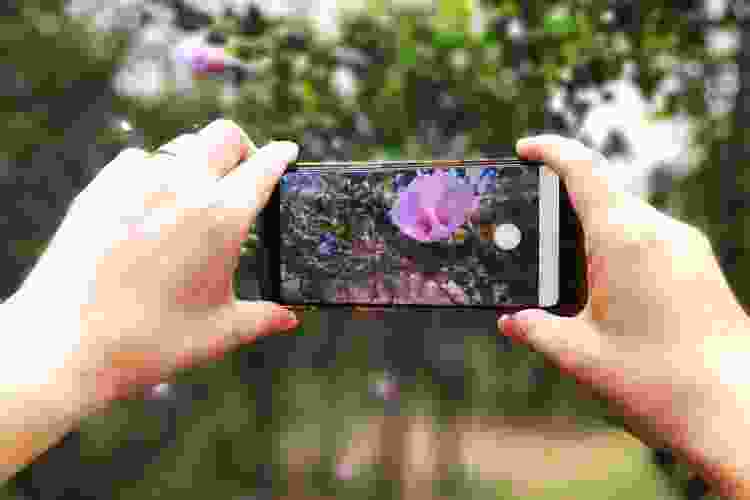 taking photo of purple flower with phone