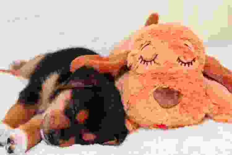 puppy sleeping with a snuggle puppy toy