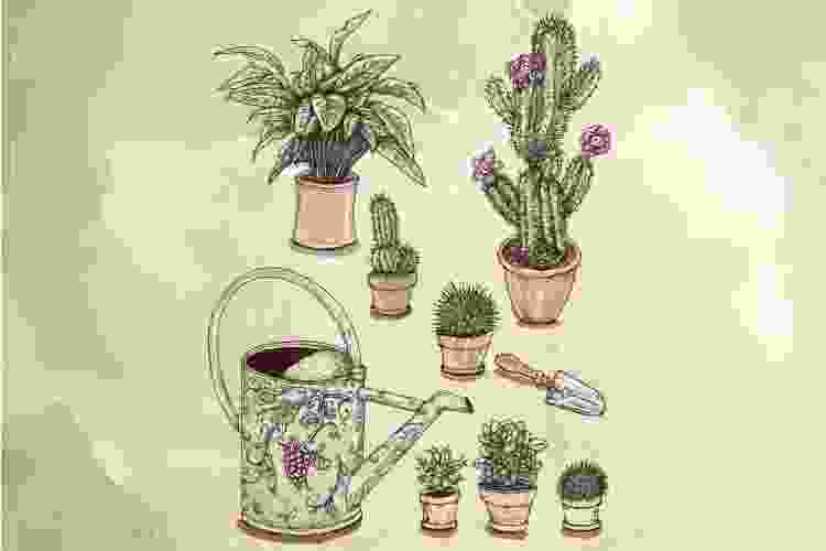 Succulents doodles