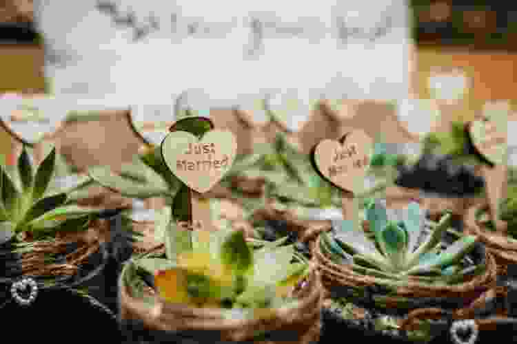 Succulent Minis