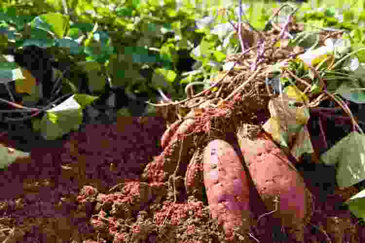 sweet potatoes in the soil