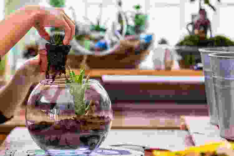 making terrariums indoor garden party activity