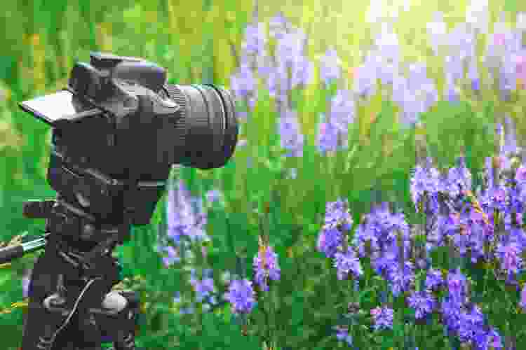 camera on tripod in flower field