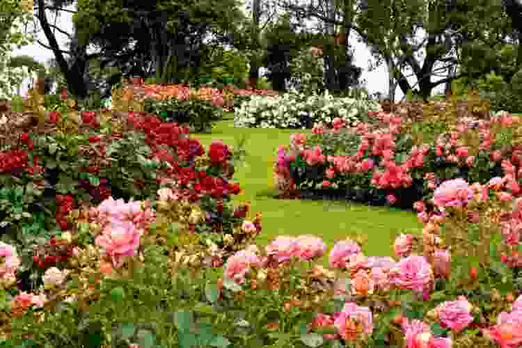 rose gardens in Tyler, Texas