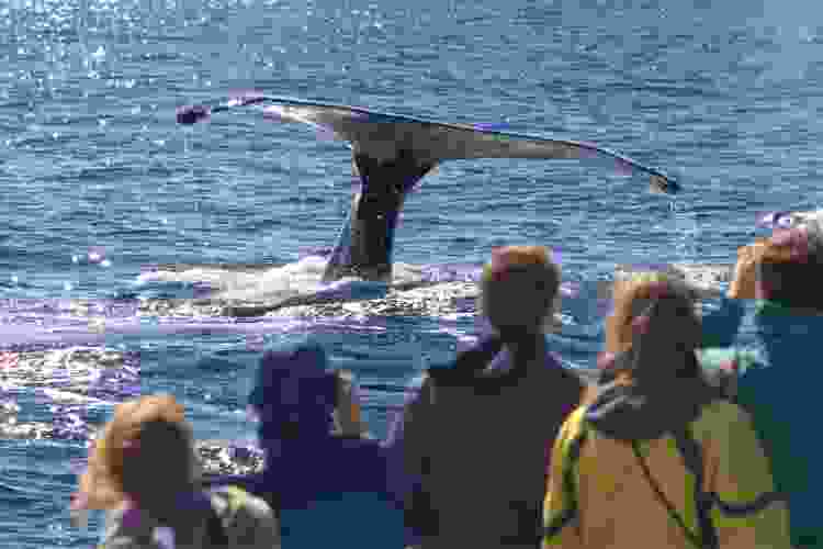 group watching whales from boat