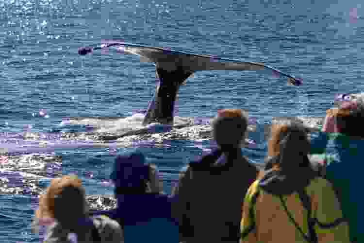 group of people watching a whale in the ocean