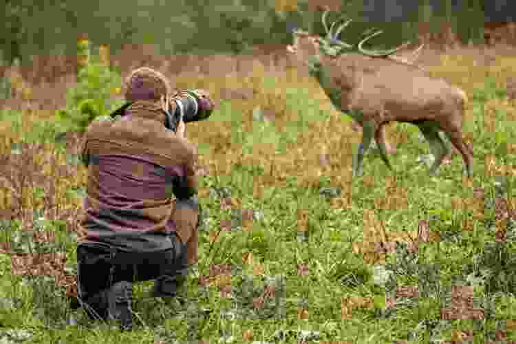 photographer kneeling in field taking photo of elk