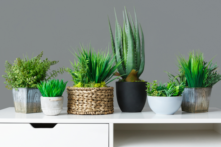 plants