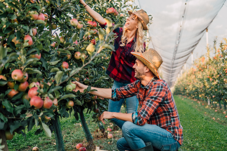 couple apple picking
