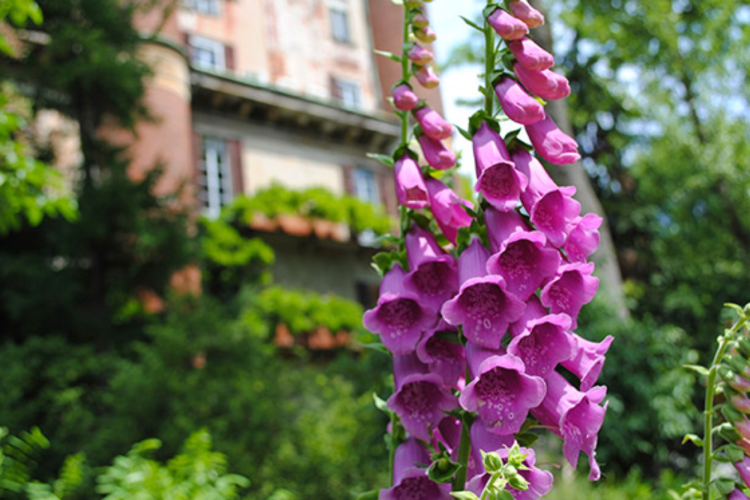 botanical gardens as five senses gift idea