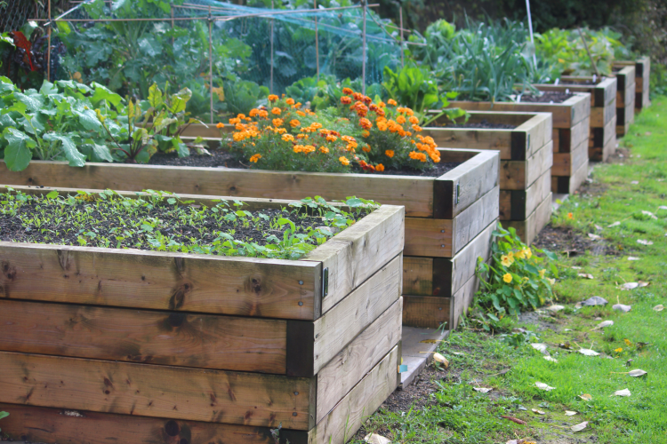 raised garden bed diy home projects
